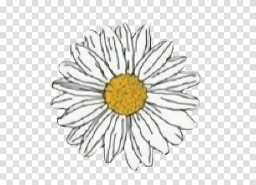 Flower Yellow White Daisy Aesthetic Freetoedit Daisy Stickers, Plant, Daisies, Blossom, Anther Transparent Png
