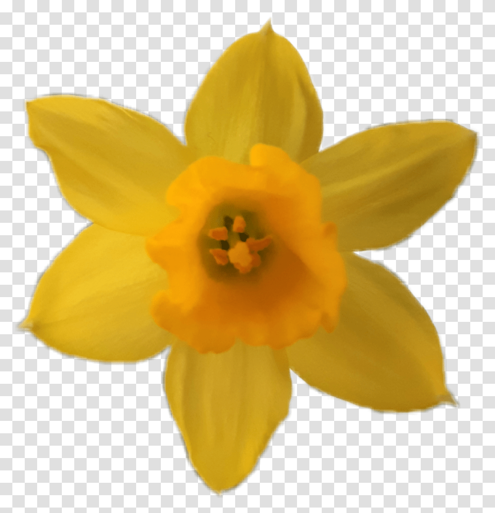 Flower Yellow Yellowflower Daffodil Narcissus Narcissus, Plant, Blossom, Rose Transparent Png