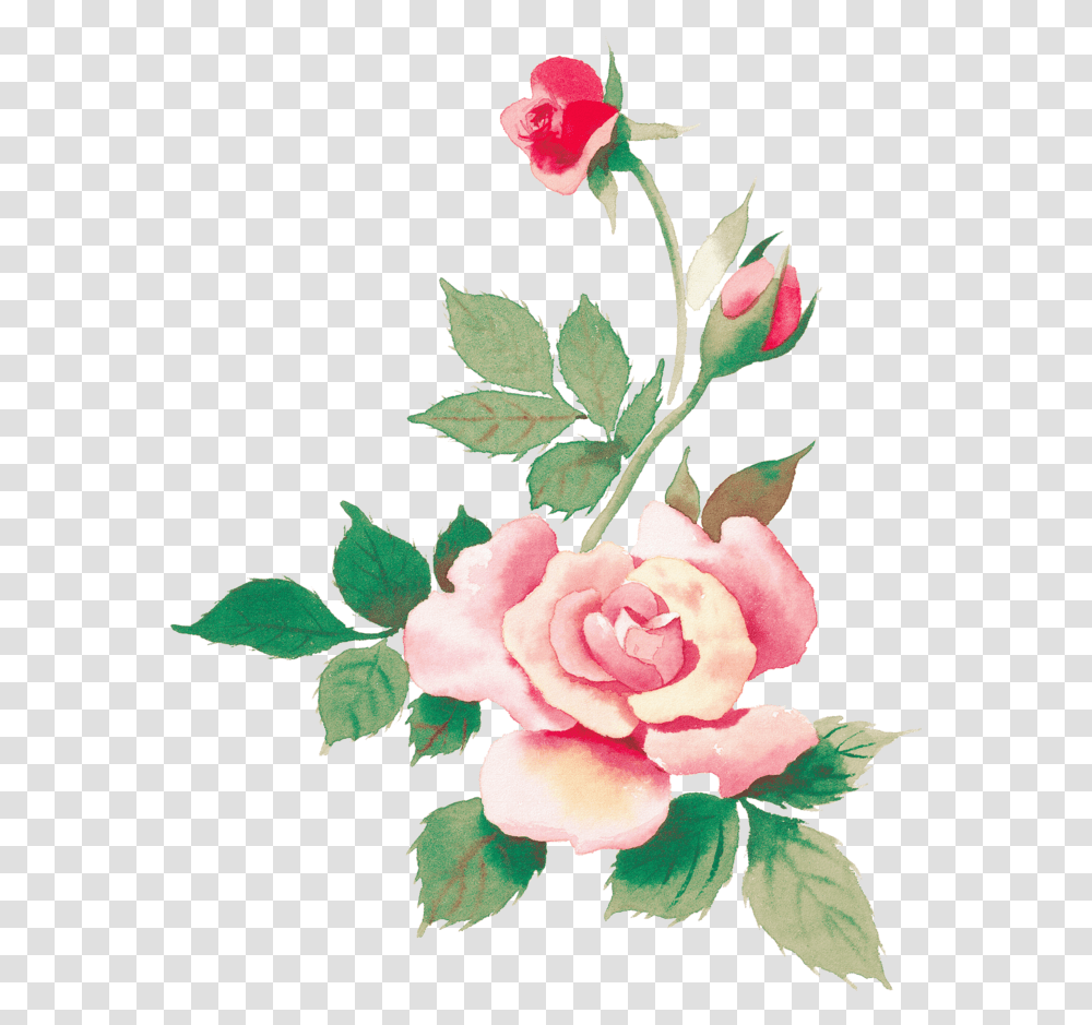 Flowera Watercolor Hd, Plant, Blossom, Rose, Petal Transparent Png