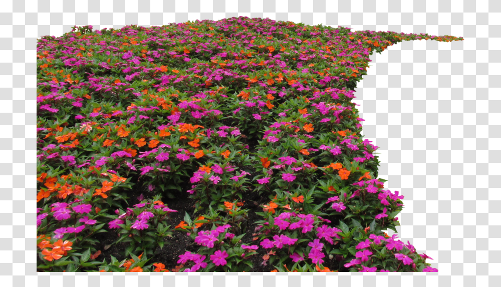Flowerbed Vh Flower Bed, Geranium, Plant, Petal, Purple Transparent Png
