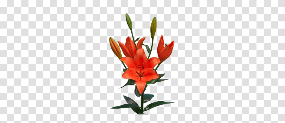 Flowerbulbs, Plant, Blossom, Lily, Amaryllidaceae Transparent Png