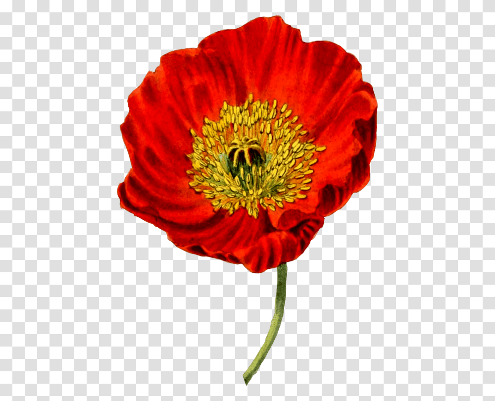 Flowercoquelicotpetal Opium Poppy Background, Plant, Blossom, Honey Bee, Insect Transparent Png