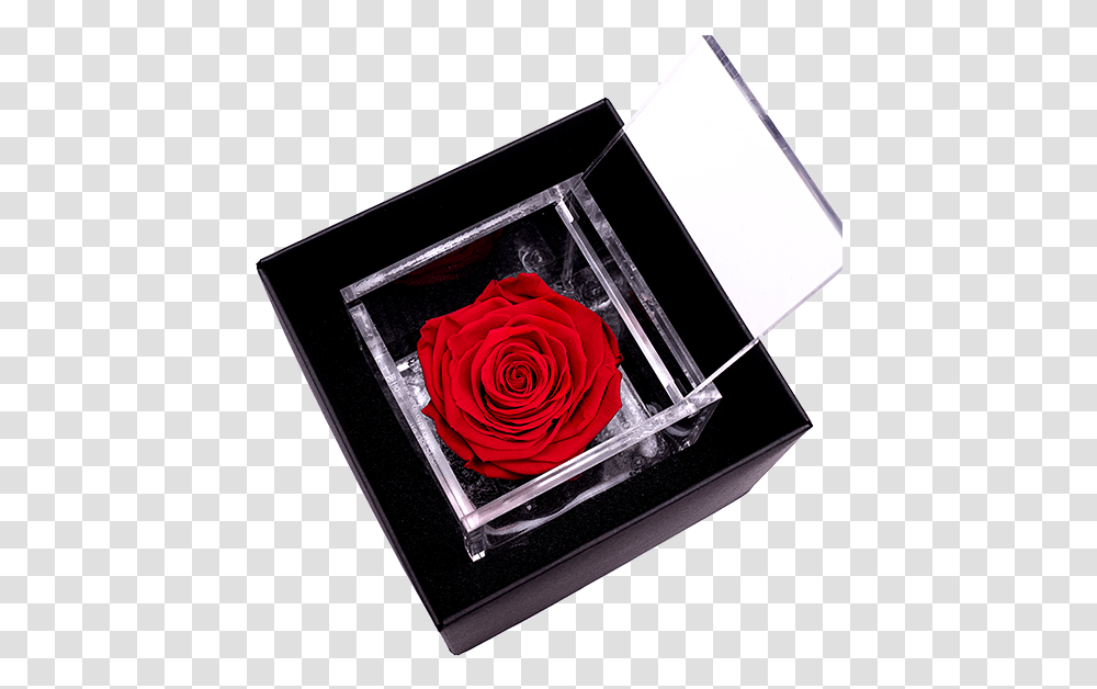 Flowercube Rosa Eterna Rossa, Rose, Plant, Blossom, Petal Transparent Png