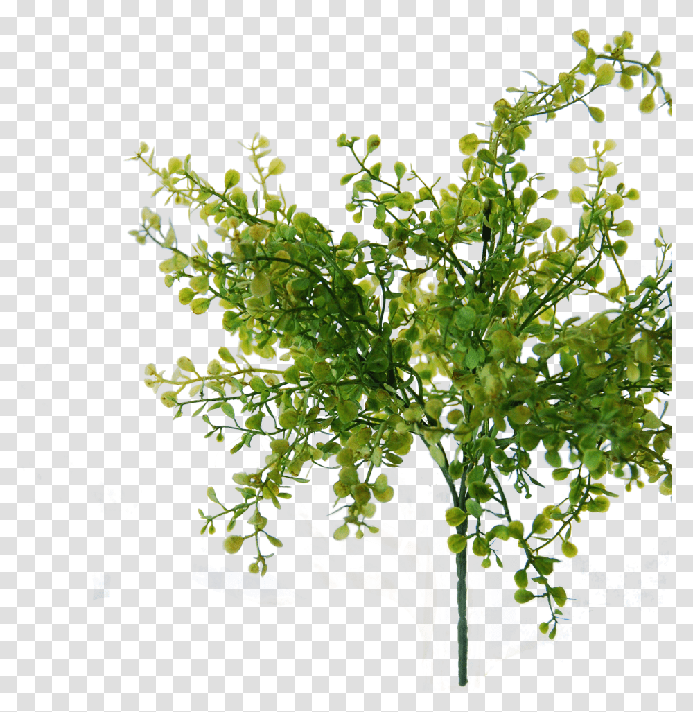 Flowerdutchess Myosotis Bush Green 25cm Edited Tree, Plant, Fractal, Pattern Transparent Png