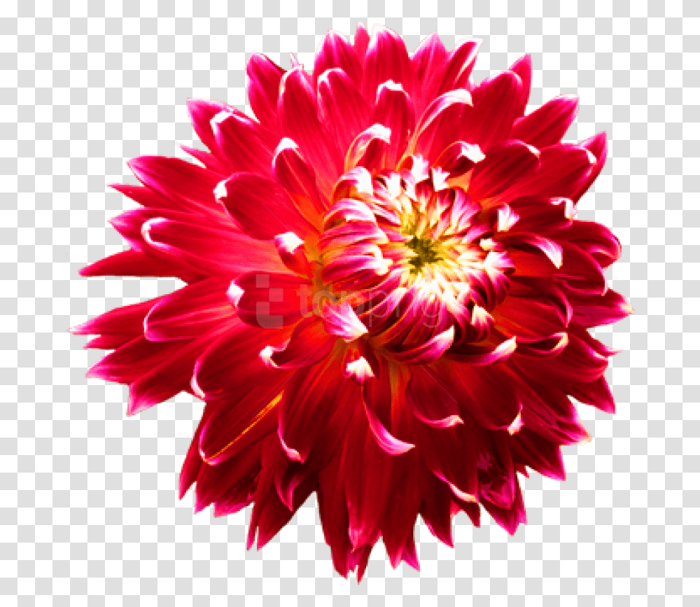 Flowerflowering Flowersdaisy Familyannual Flowerperennial, Dahlia, Plant, Blossom, Daisies Transparent Png