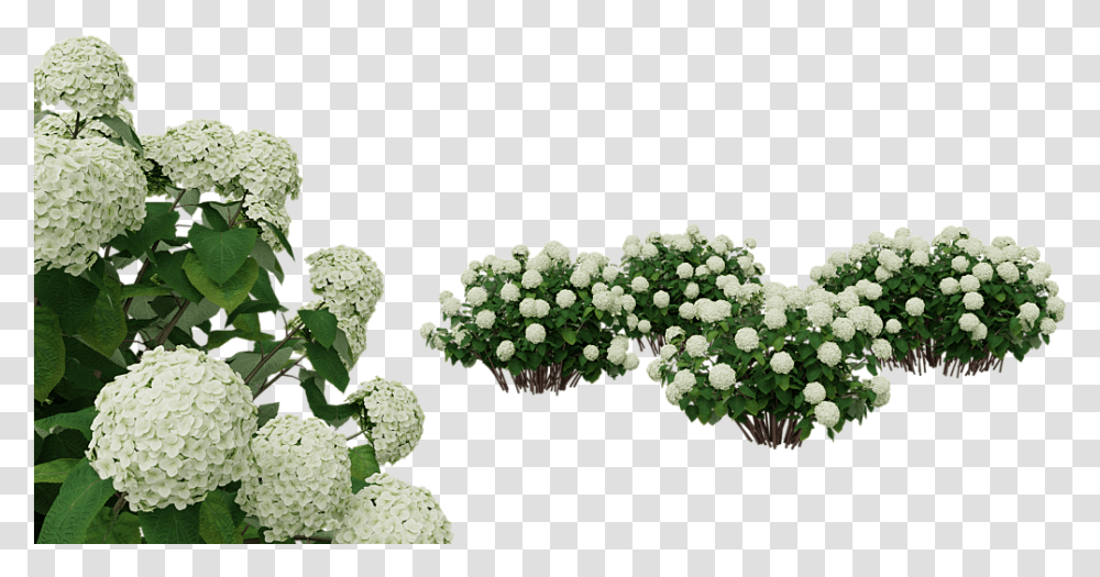 Flowerflowering Plantmoschatel Familyevergreen Candytuft White Hydrangea Flower, Leaf, Bush, Vegetation, Tree Transparent Png