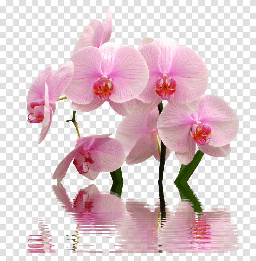Flowerflowering Plantmoth Orchidcut Of The Philippinessweet High Res Orchid, Blossom, Geranium Transparent Png