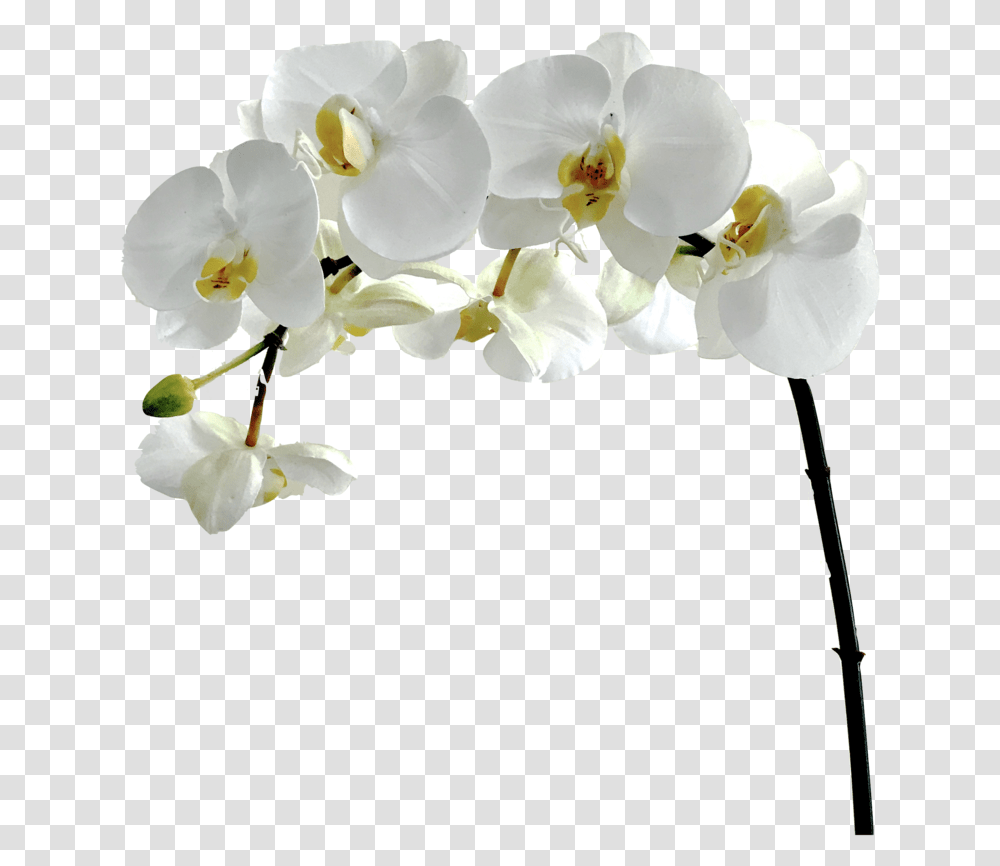 Flowerflowering Plantmoth Orchidpetalcut Flowerorchids Orchid Flower White, Blossom, Geranium, Rose, Pollen Transparent Png