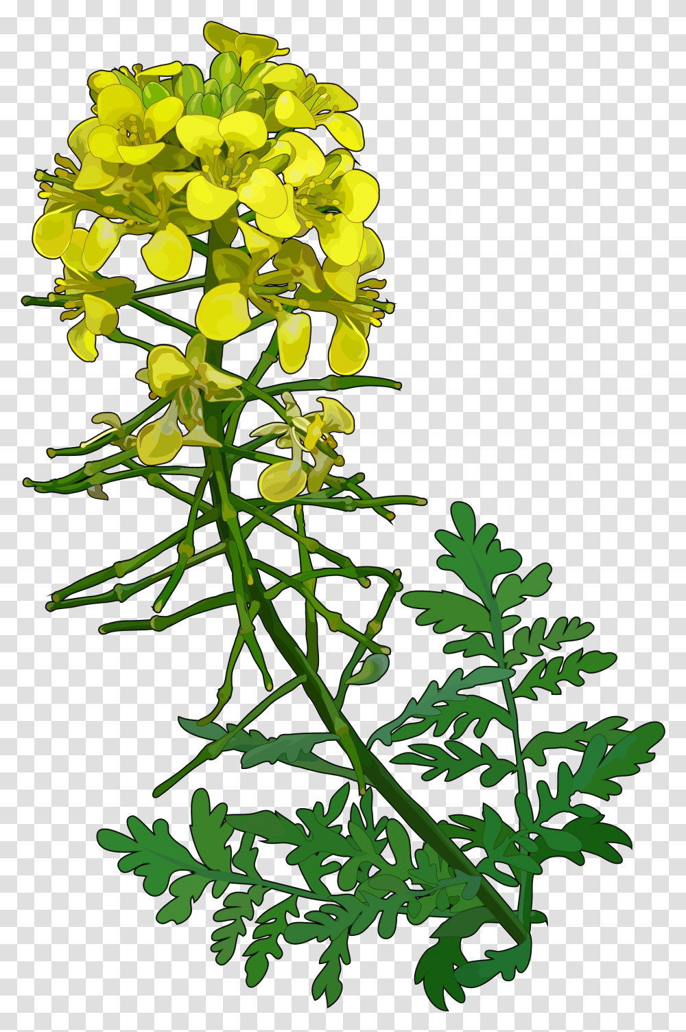 Flowerflowering Stemtreebranch Mustard, Plant, Vase, Jar, Pottery Transparent Png