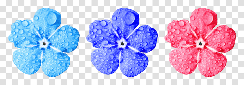 Flowerforget Me Notcloseleavesdrop Of Watersmall Non Copyrighted Flower, Geranium, Plant, Blossom, Petal Transparent Png