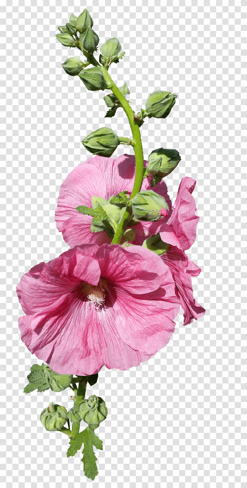 Flowerhollyhock Stem Pink Buds Flower Hollyhock Stem, Plant, Blossom, Hibiscus, Geranium Transparent Png