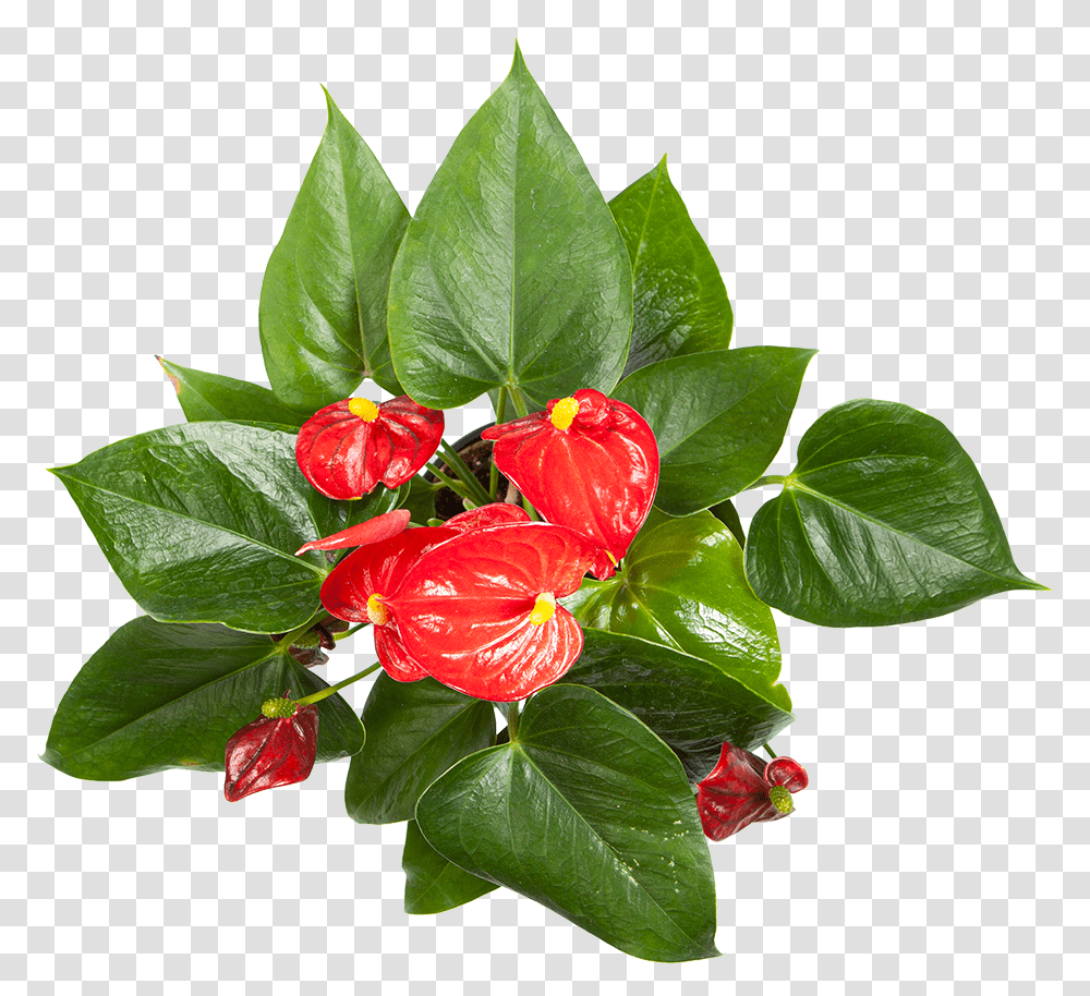 Flowering Anthurium For Sale Chinese Hibiscus, Plant, Leaf, Blossom, Acanthaceae Transparent Png