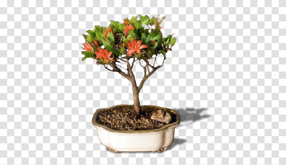 Flowering Azalea Bonsai Tree Flower Bonsai Tree, Potted Plant, Vase, Jar, Pottery Transparent Png