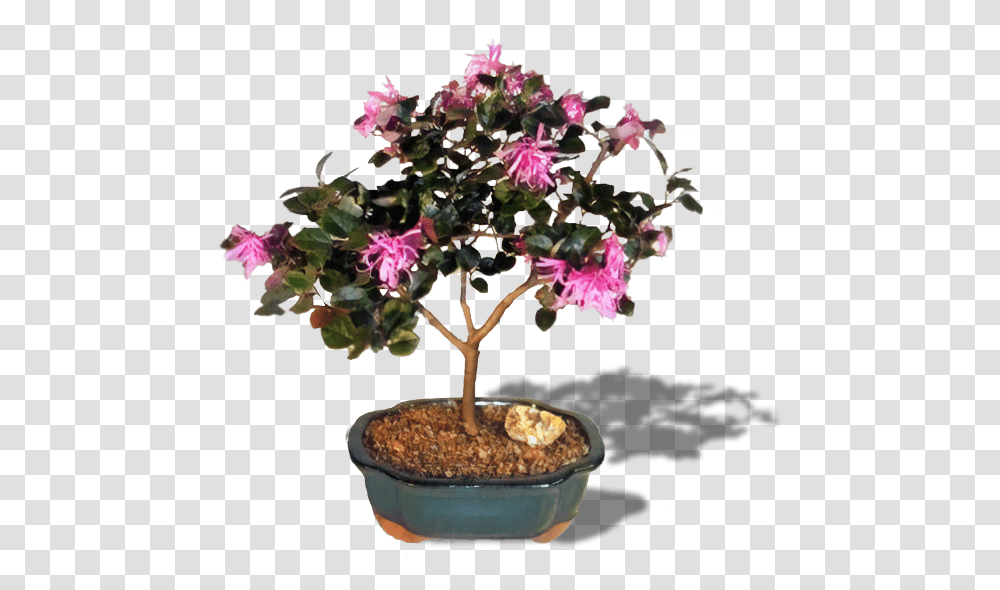 Flowering Bonsai Tree Chinese Sweet Plum Flower, Potted Plant, Vase, Jar, Pottery Transparent Png