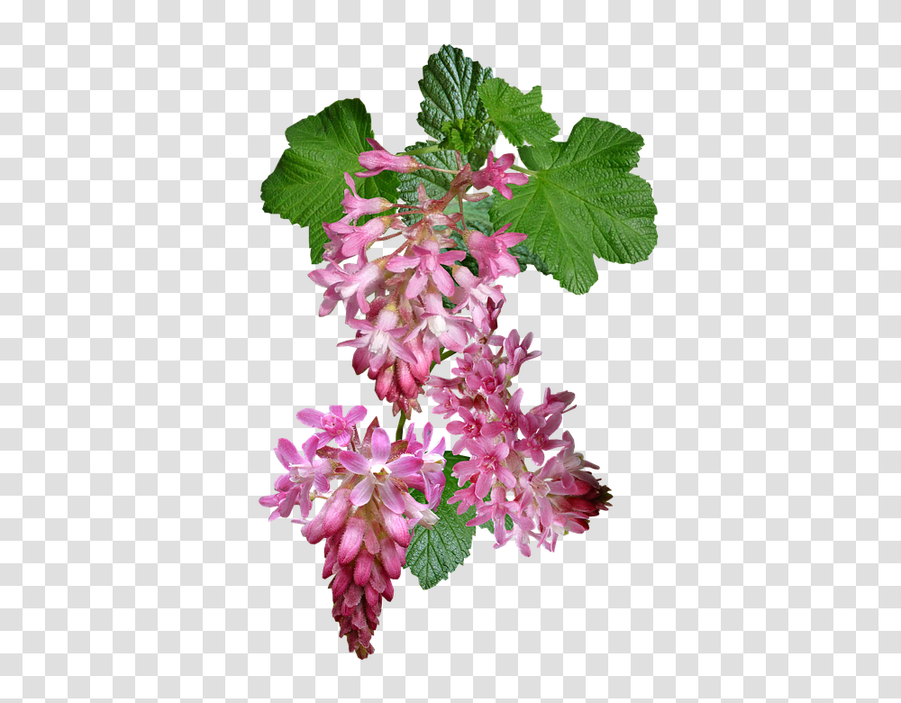 Flowering Currant 960, Plant, Geranium, Blossom, Flower Arrangement Transparent Png