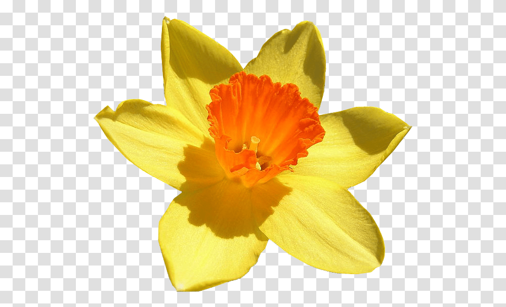 Flowering Daffodil Up Close, Plant, Blossom, Pollen, Rose Transparent Png