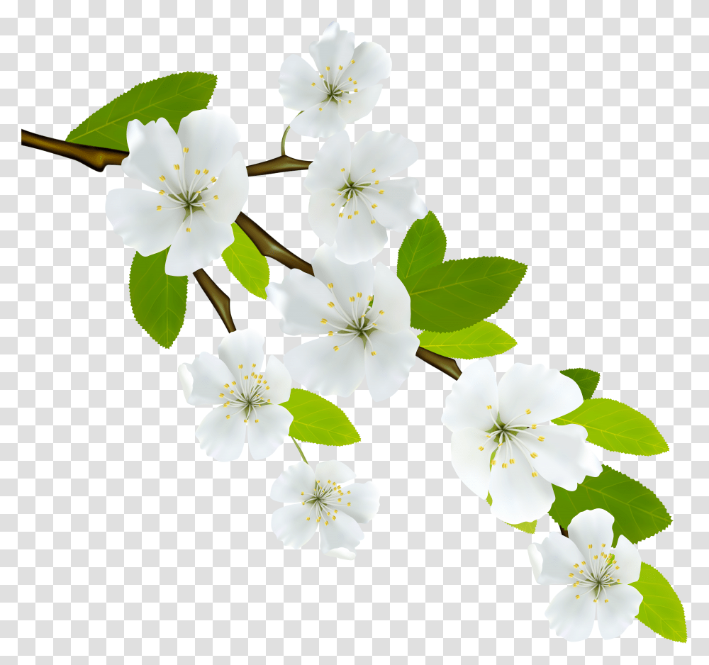 Flowering Dogwood Branch Clip Art White Flowers Transparent Png