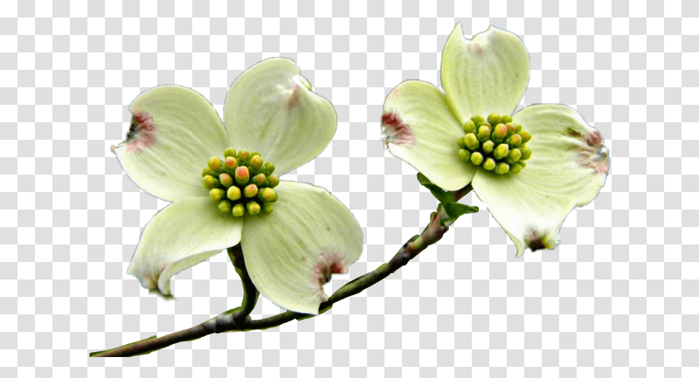 Flowering Dogwood Cartoon Flowering Dogwood, Plant, Anther, Blossom, Pollen Transparent Png