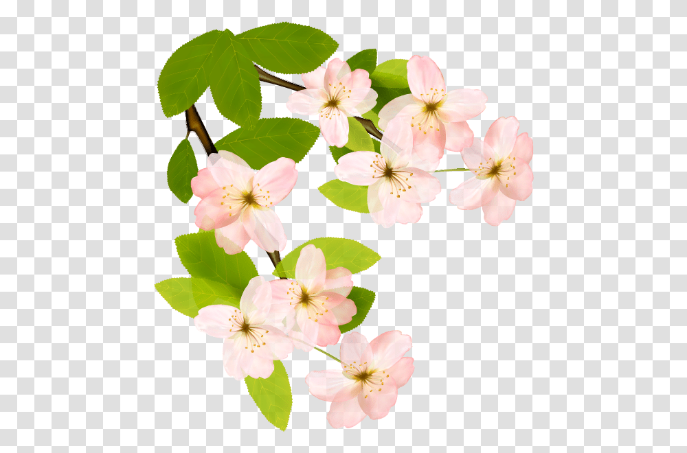 Flowering Dogwood Clipart Cosmetics, Plant, Blossom, Cherry Blossom, Anther Transparent Png
