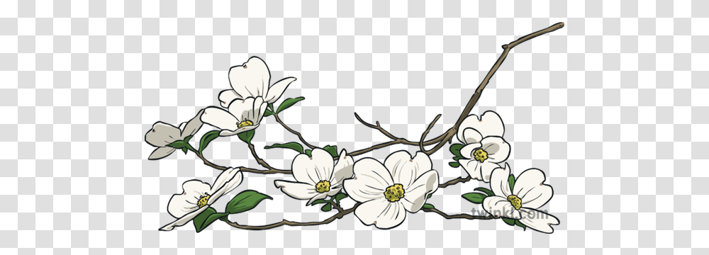 Flowering Dogwood North Carolina Symbols Blossom Usa Camomile, Plant, Floral Design, Pattern, Graphics Transparent Png