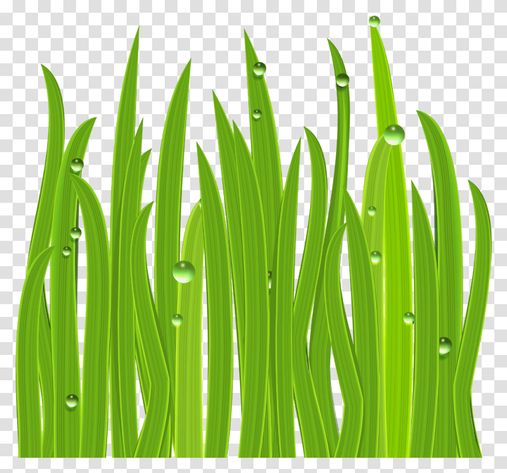 Flowering Grass Lake Grass Clip Art, Plant, Lawn, Green Transparent Png