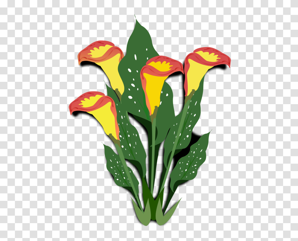 Flowering Plant Arum Lily Ornamental Plant Watercolor Painting, Blossom, Petal, Bird, Animal Transparent Png