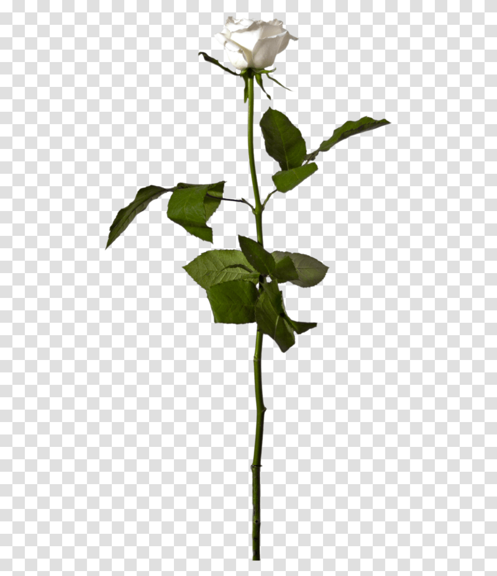 Flowering Plant Clip Art Rose Image Single White Rose, Leaf, Blossom, Green, Acanthaceae Transparent Png