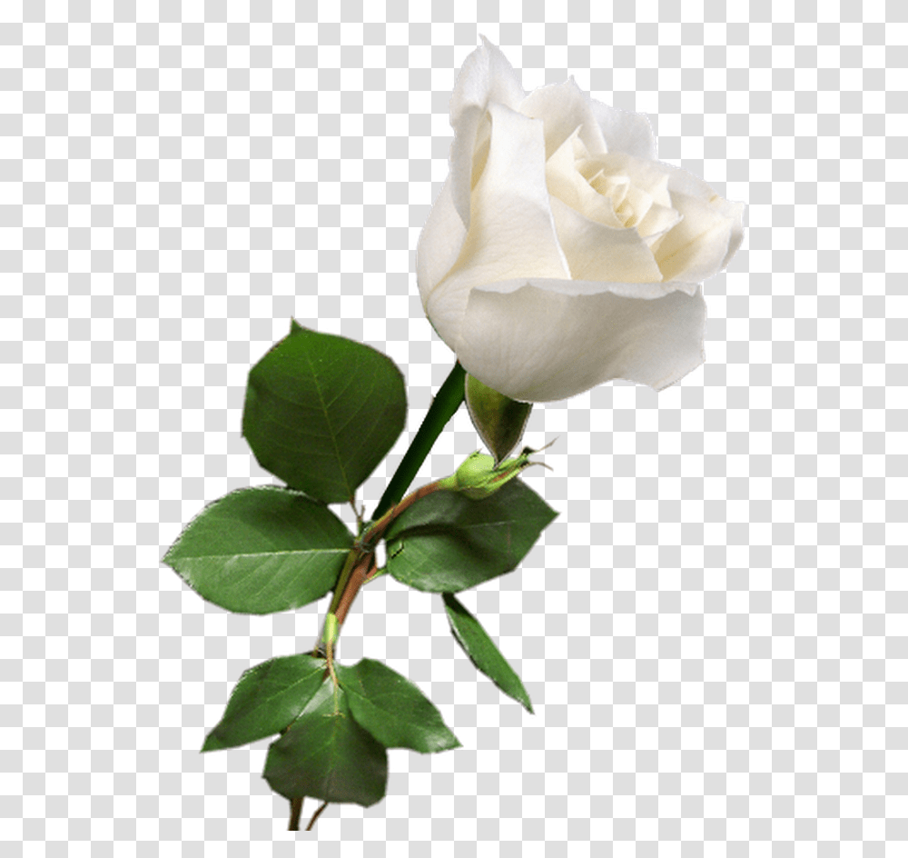 Flowering Plant White Petal White Roses In, Blossom, Acanthaceae, Leaf, Veins Transparent Png