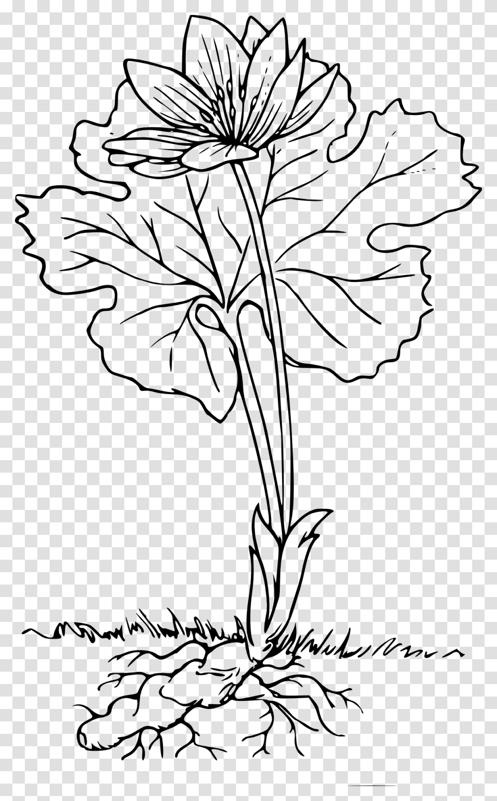 Flowering Plant With Roots Black And White, Leaf, Tree, Cross Transparent Png