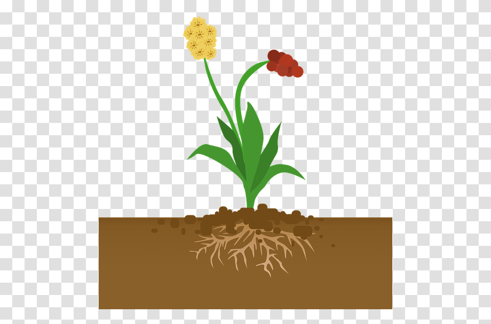 Flowering Plants Clipart Plants Absorbing Carbon Dioxide, Blossom, Sprout, Thistle, Bud Transparent Png