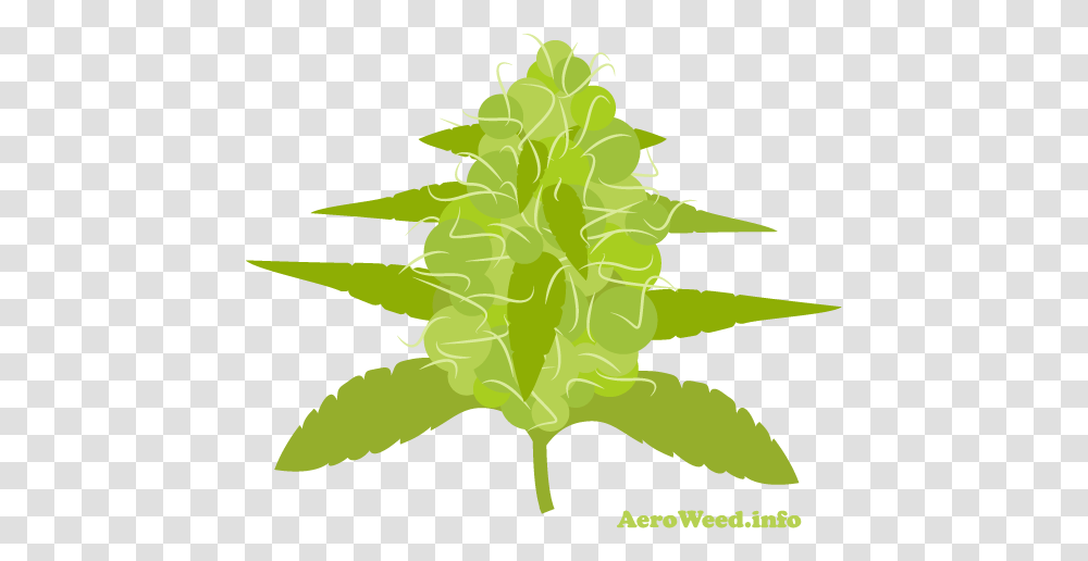 Flowering Stage For Marijuana Plants In An Aerogarden Illustration, Leaf, Moss, Tree, Aloe Transparent Png