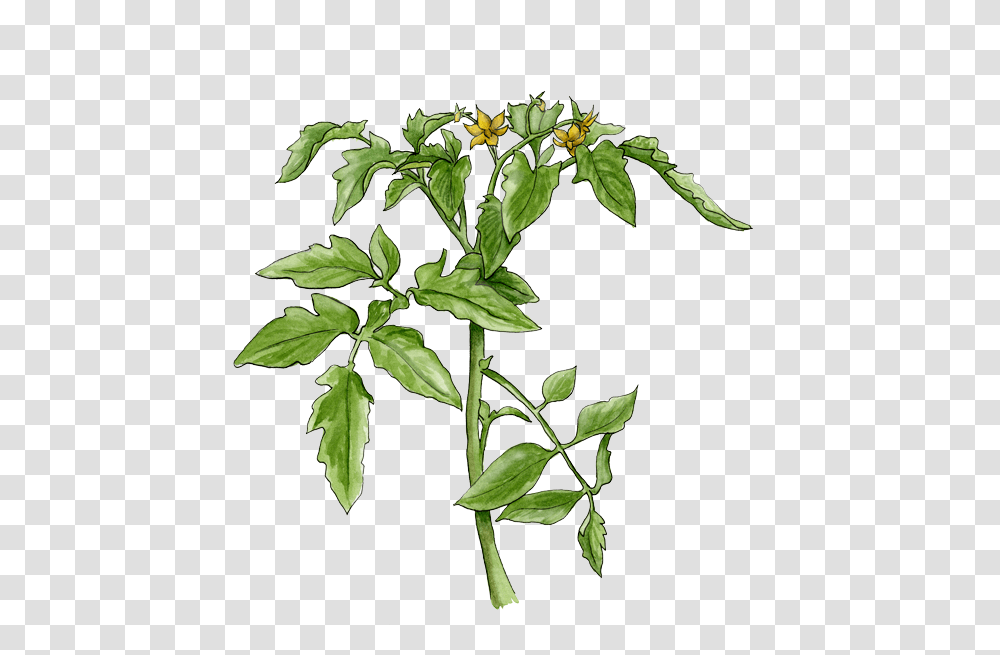 Flowering Tomato Plant Helen Krayenhoff Tomato Plant, Acanthaceae, Leaf, Vegetation, Tree Transparent Png