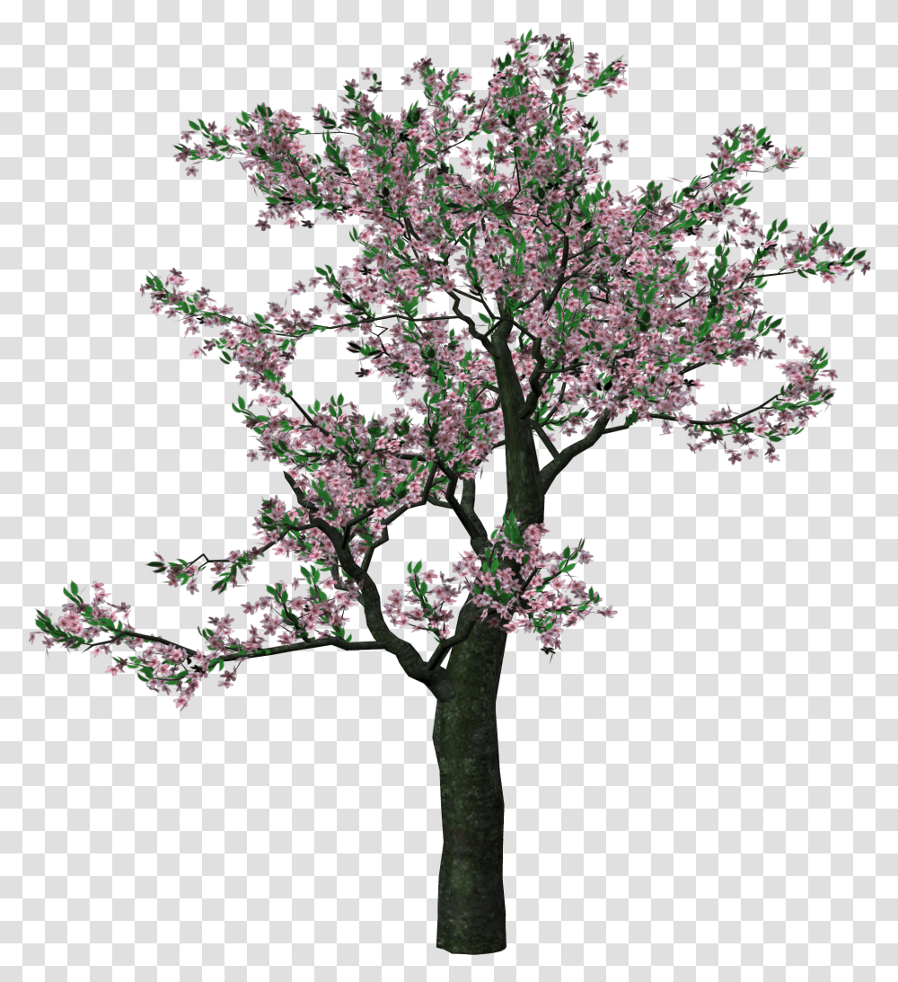 Flowering Tree Cherry Nu 40 Backgrounds V32 Background Spring Tree Clipart, Plant, Blossom, Cherry Blossom, Cross Transparent Png