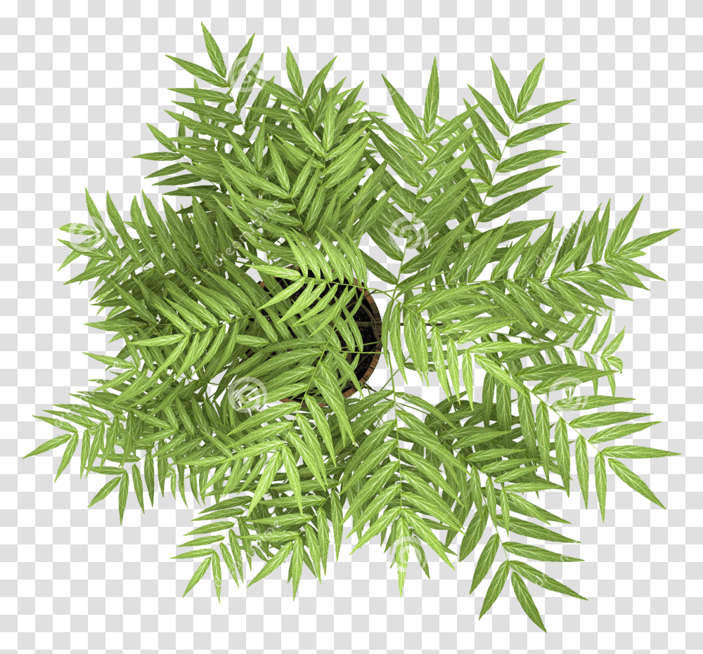 Flowering Tree Plant Top View Transparent Png