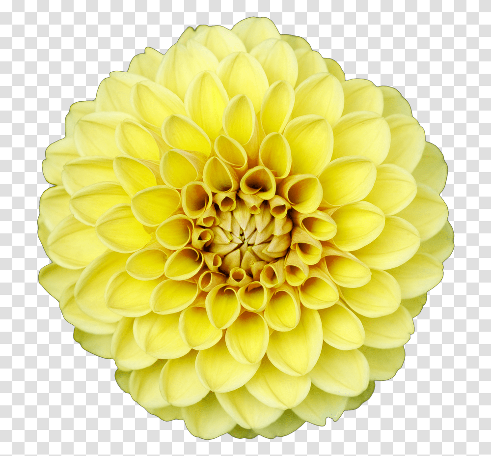 Flowerisolated Flowertransparentnaturaltransparent Dahlia, Plant, Blossom Transparent Png