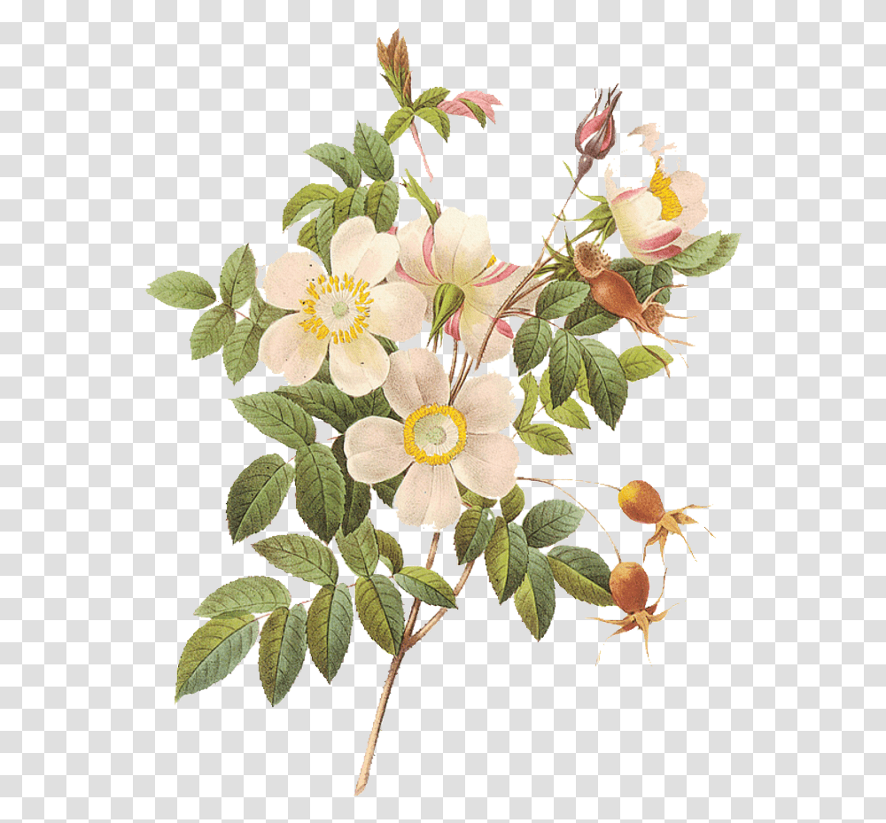 Flowerpng St Rita With Roses, Plant, Acanthaceae, Petal, Flower Arrangement Transparent Png