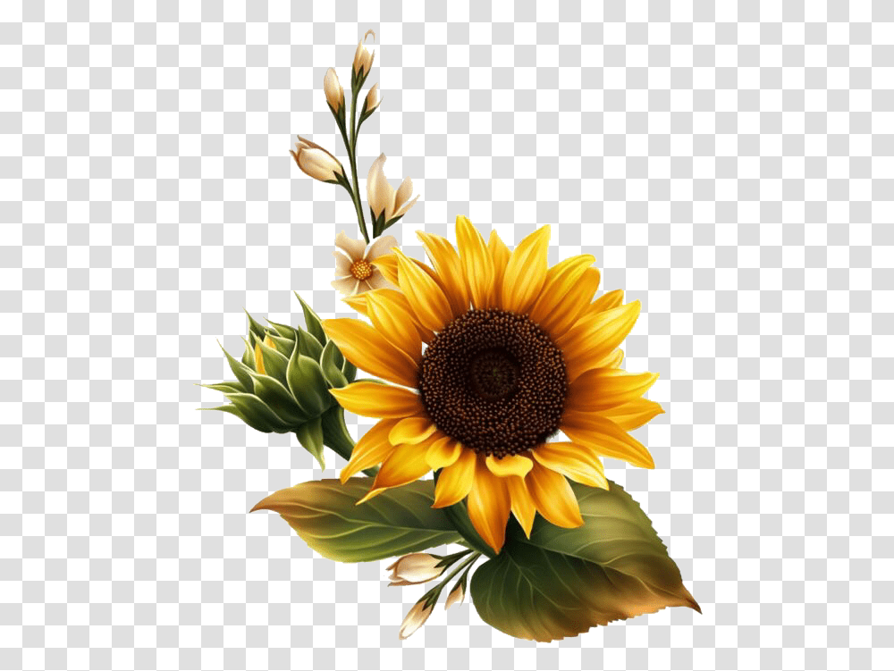 Flowerpng Sunflower Overlays Kpopedit Freetoedit Background Sunflower Clipart, Plant, Blossom, Flower Arrangement, Daisy Transparent Png