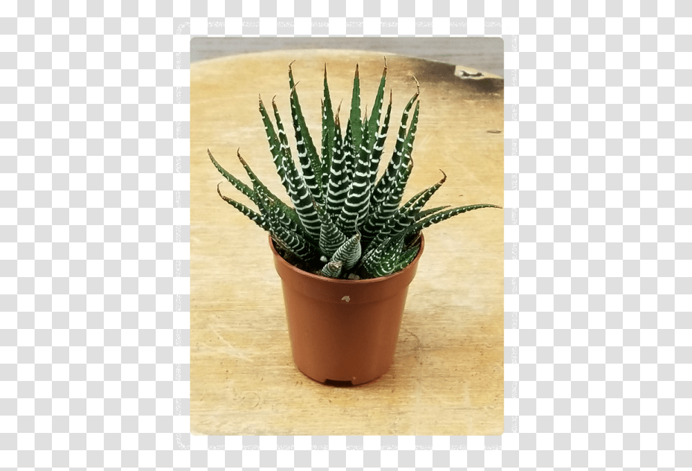 Flowerpot, Aloe, Plant, Pineapple, Fruit Transparent Png