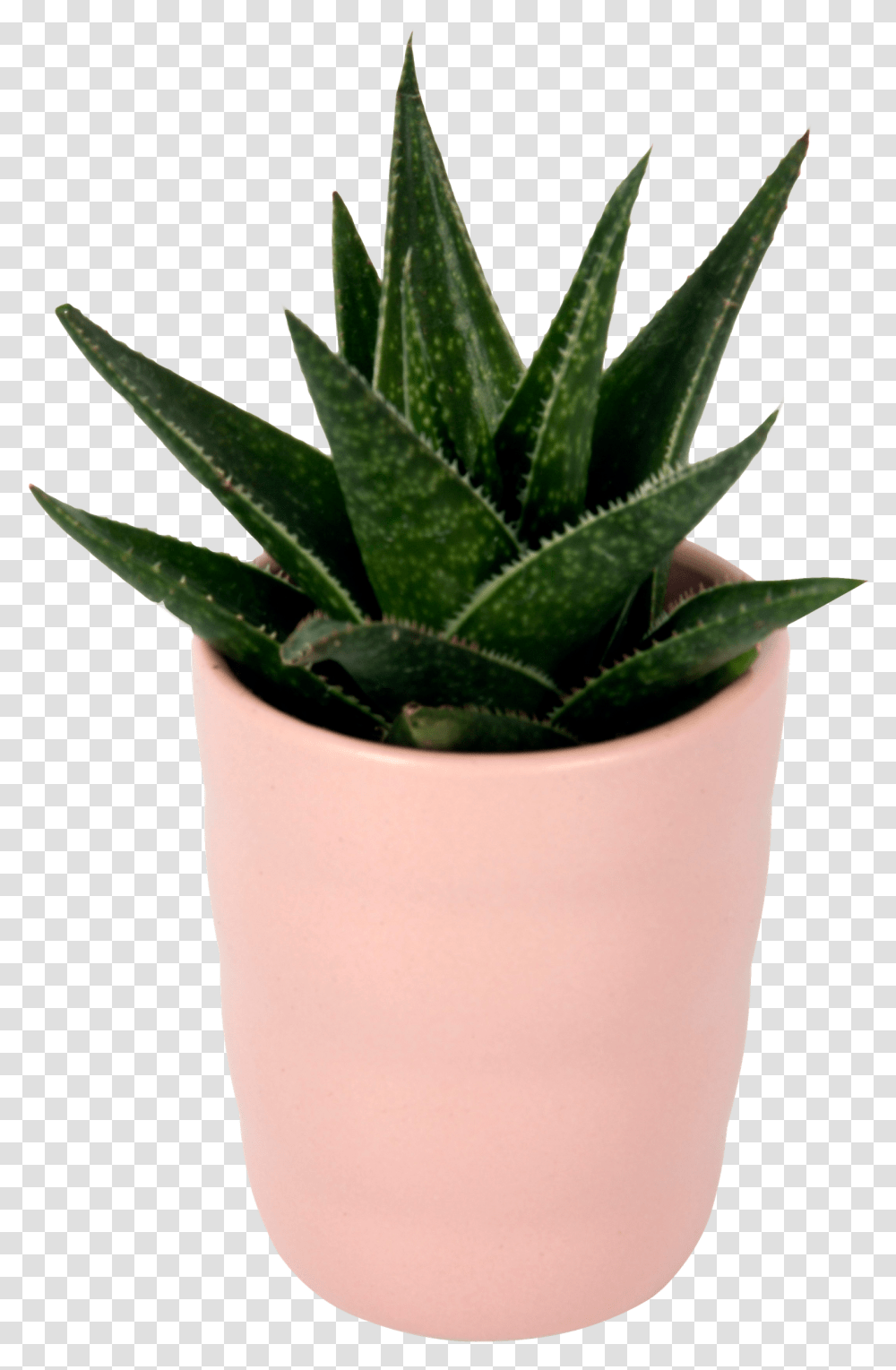 Flowerpot, Aloe, Plant, Potted Plant, Vase Transparent Png