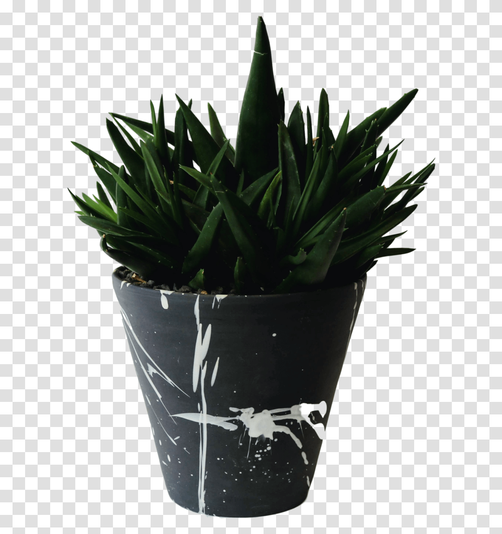 Flowerpot, Aloe, Plant Transparent Png