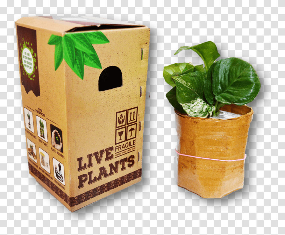 Flowerpot, Box, Plant, Potted Plant, Vase Transparent Png
