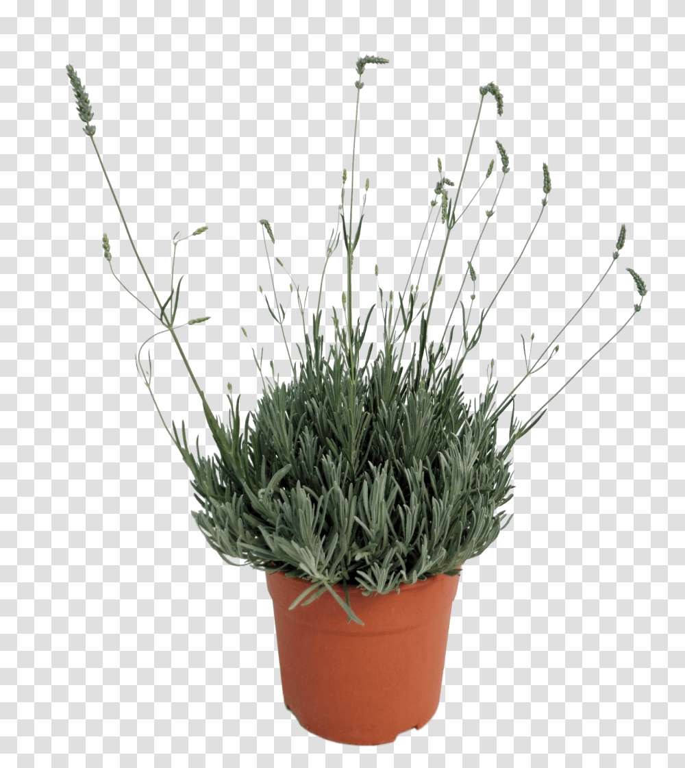 Flowerpot Download Dianthus, Plant, Blossom, Grass Transparent Png