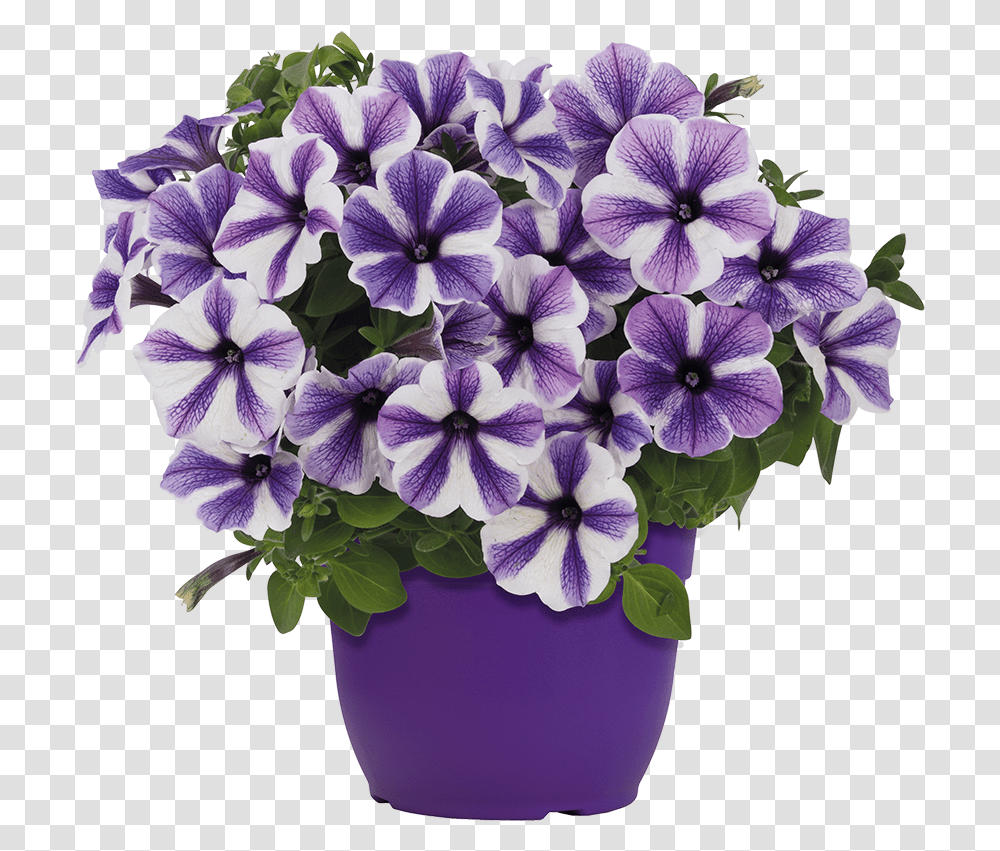 Flowerpot, Geranium, Plant, Blossom, Purple Transparent Png