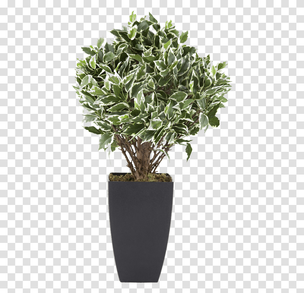 Flowerpot Houseplant Euclidean Vector Tree Potted Shrub, Leaf, Potted Plant, Vase, Jar Transparent Png