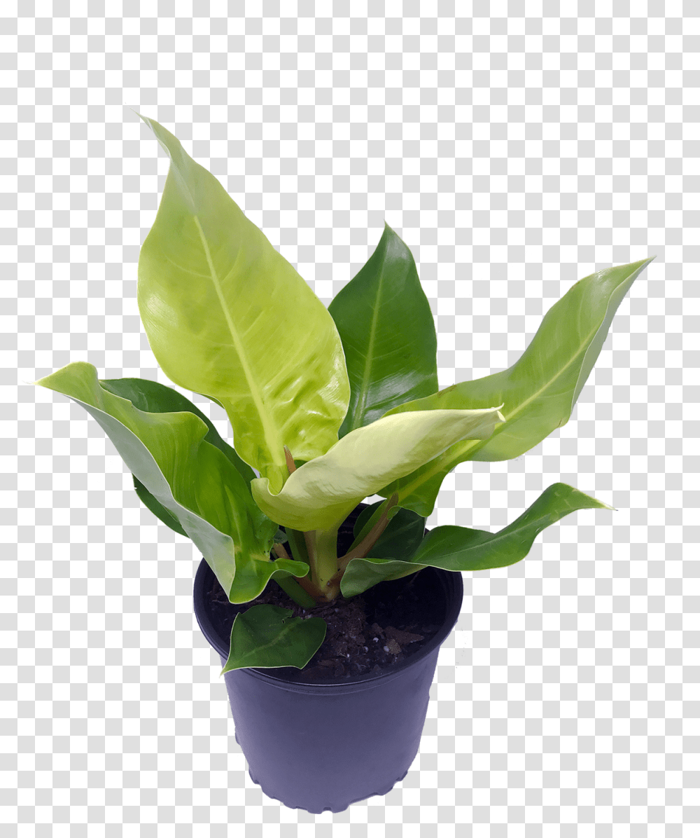 Flowerpot, Leaf, Plant, Blossom, Green Transparent Png