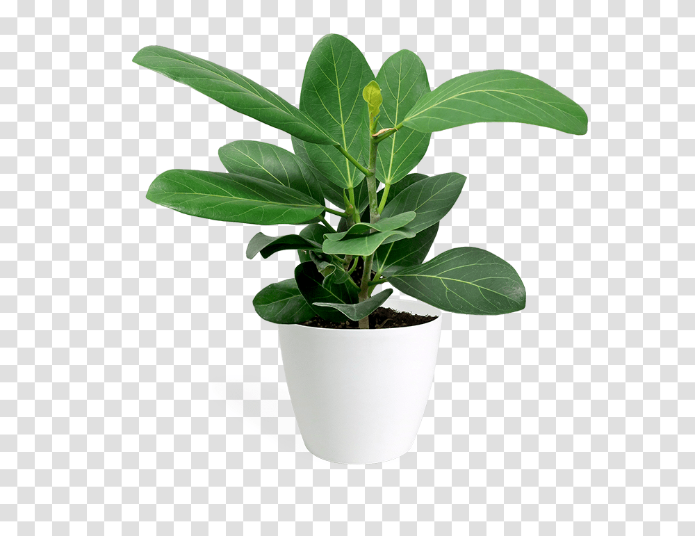 Flowerpot, Leaf, Plant, Blossom, Tree Transparent Png