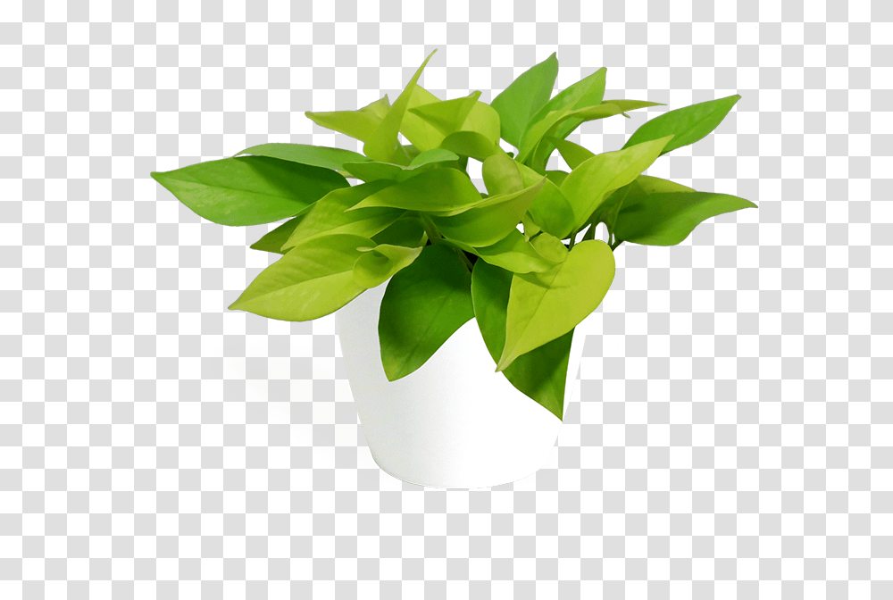 Flowerpot, Leaf, Plant, Green, Paper Transparent Png
