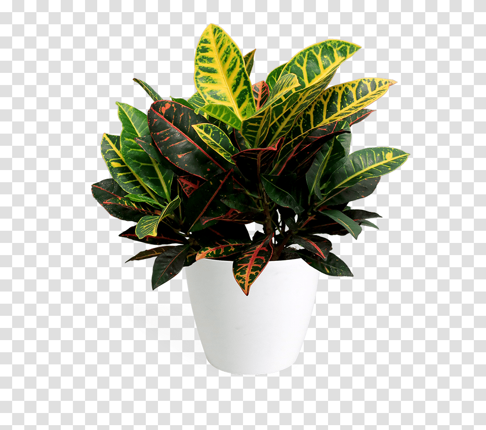 Flowerpot, Leaf, Plant, Pineapple, Fruit Transparent Png