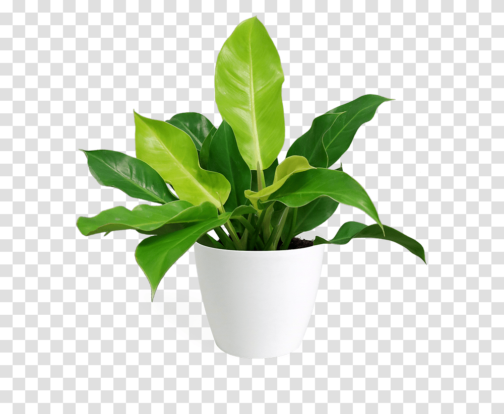 Flowerpot, Leaf, Plant, Tree, Blossom Transparent Png