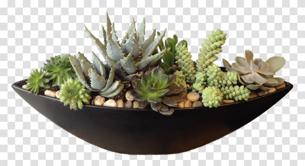 Flowerpot, Plant, Aloe, Pineapple, Fruit Transparent Png